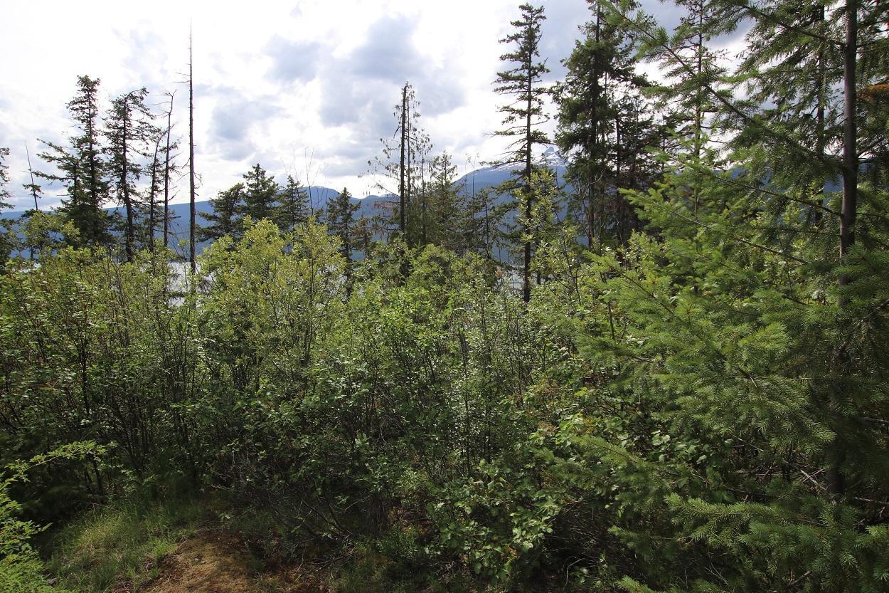 Lot B Highway 23, Nakusp, British Columbia  V0G 1R1 - Photo 15 - 2471621