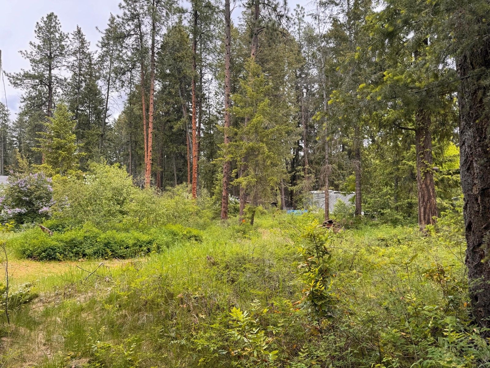 Lot 20 Kingsley Road, Christina Lake, British Columbia  V0H 1E2 - Photo 3 - 2477021