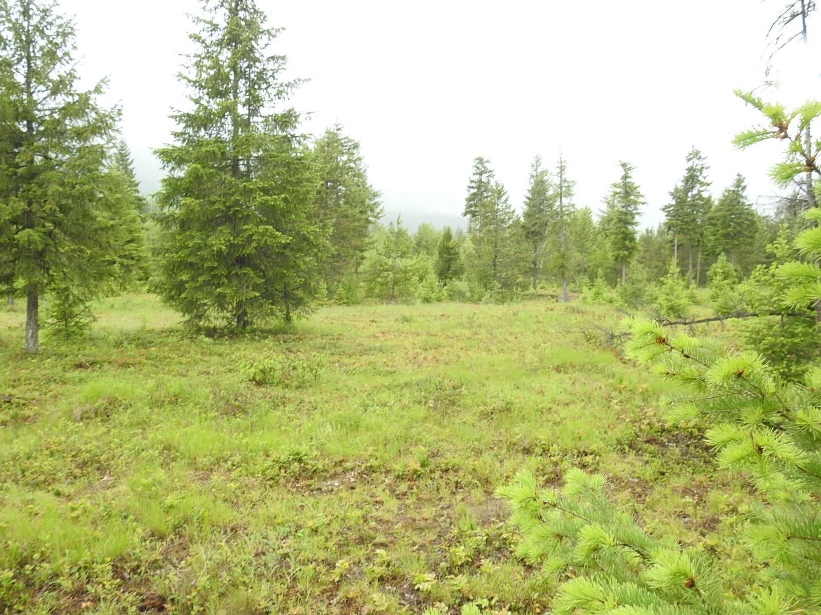 Lot F Calder Road, Edgewood, British Columbia  V0G 1J0 - Photo 15 - 2477454