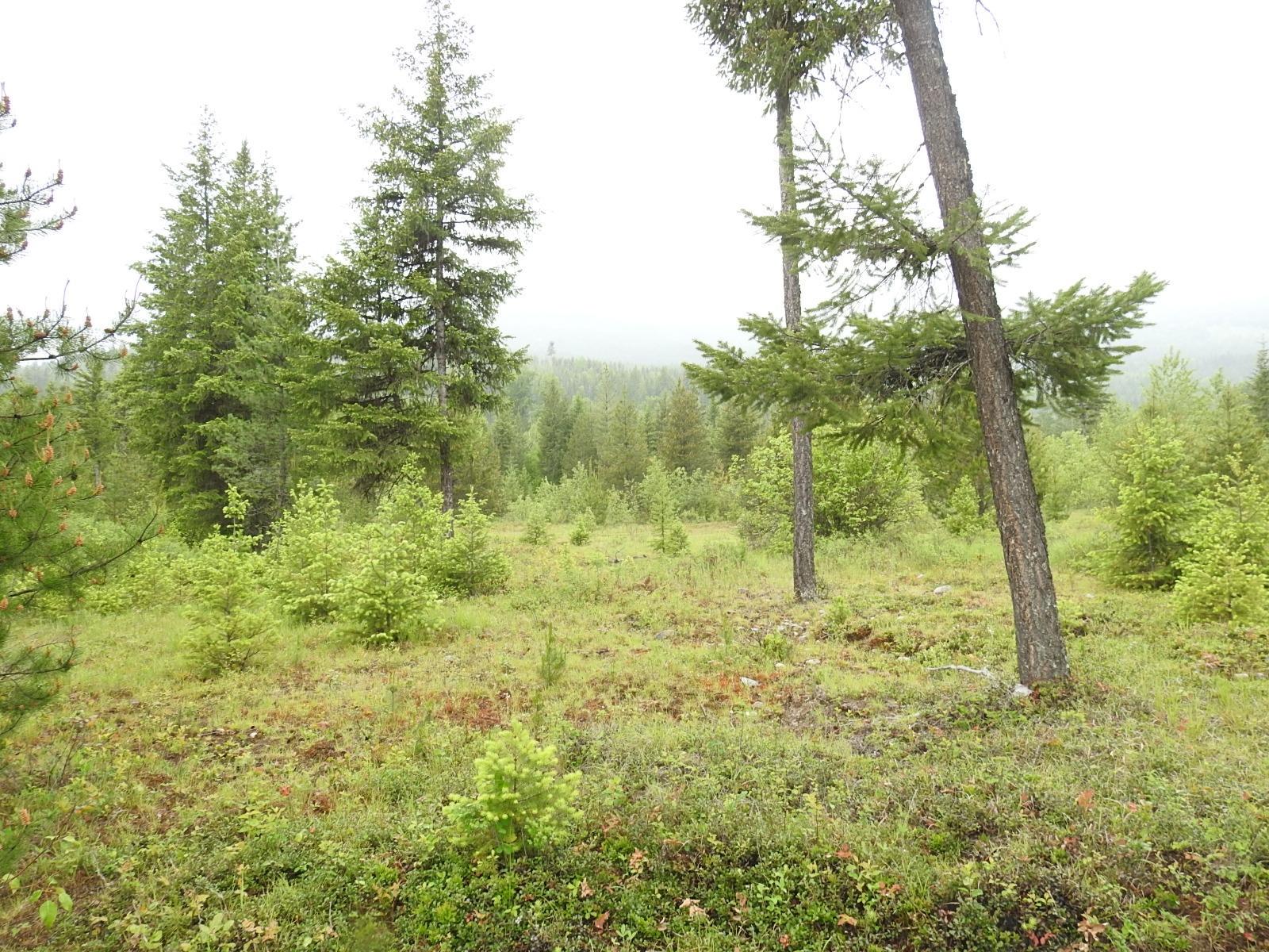 Lot F Calder Road, Edgewood, British Columbia  V0G 1J0 - Photo 19 - 2477454