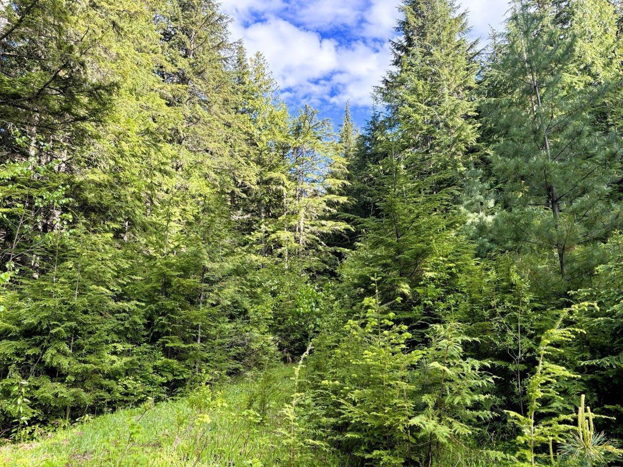 Lot 1 Red Mountain Rd, Silverton, British Columbia  V0G 2B0 - Photo 15 - 2477656