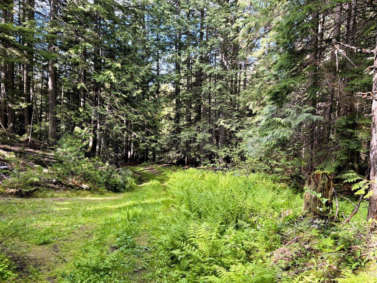 Lot 1 Red Mountain Rd, Silverton, British Columbia  V0G 2B0 - Photo 22 - 2477656