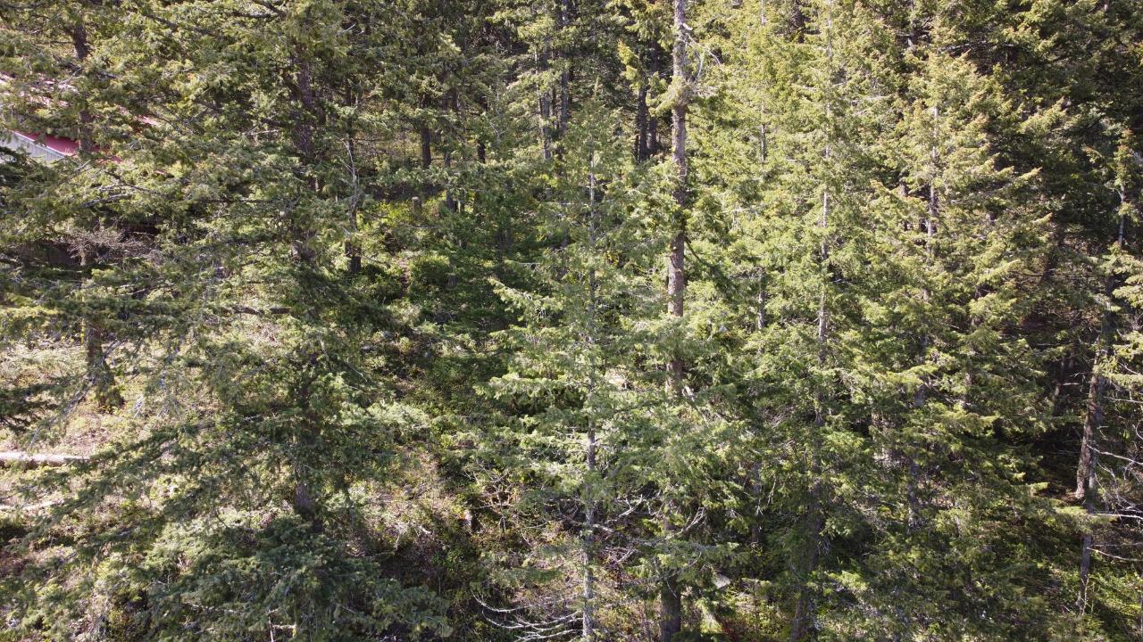 Lot 1 Mcleod Avenue, Rossland, British Columbia  V0G 1Y0 - Photo 21 - 2477871