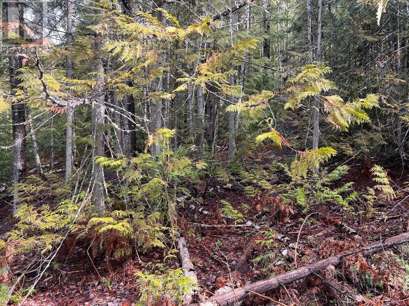 Lot 2 Martens Road, Slocan, British Columbia  V0G 2C0 - Photo 4 - 10338163