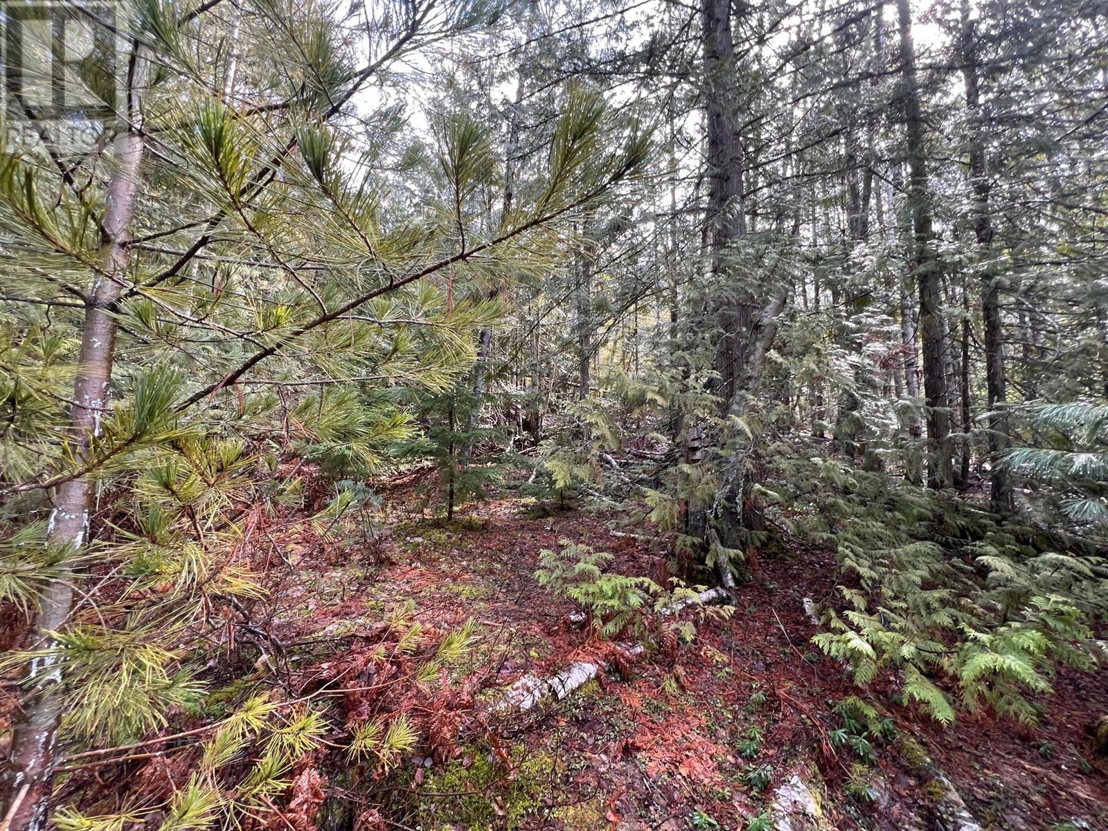 Lot 2 Martens Road, Slocan, British Columbia  V0G 2C0 - Photo 6 - 10338163
