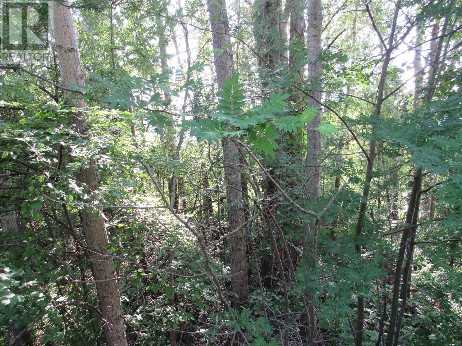 1112 Pass Creek Road, Robson, British Columbia  V0G 1X0 - Photo 5 - 10341046