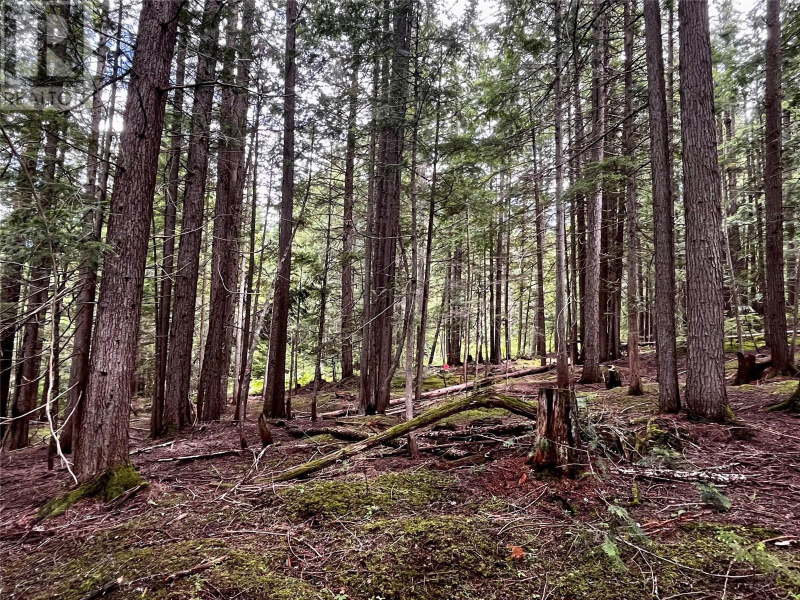 Red Mountain Road Lot# 2, Silverton, British Columbia  V0G 2B0 - Photo 29 - 10353195